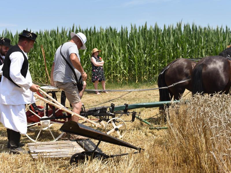 Starinski način žetve u Velikom Grđevcu