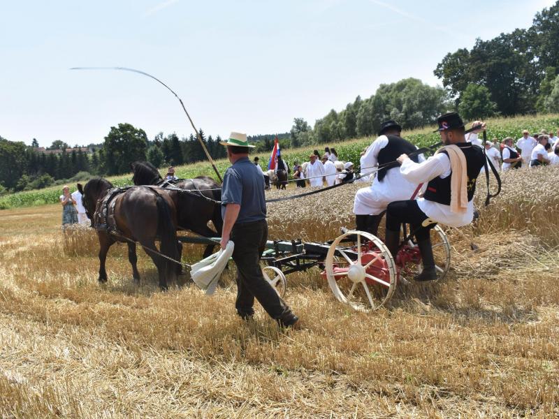 Starinski način žetve u Velikom Grđevcu