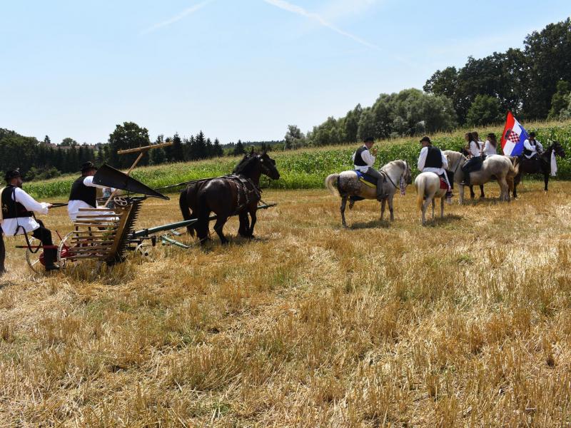 Starinski način žetve u Velikom Grđevcu