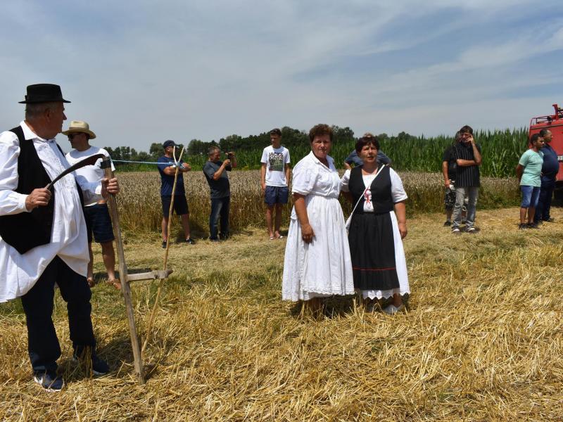 Starinski način žetve u Velikom Grđevcu