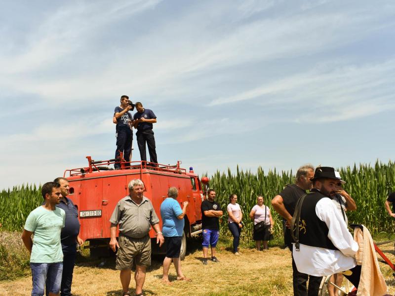 Starinski način žetve u Velikom Grđevcu