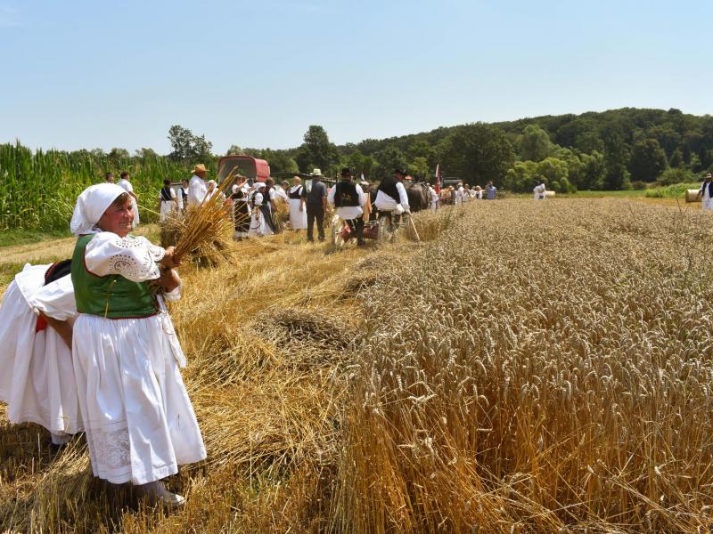 Starinski način žetve u Velikom Grđevcu