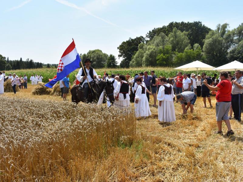 Starinski način žetve u Velikom Grđevcu