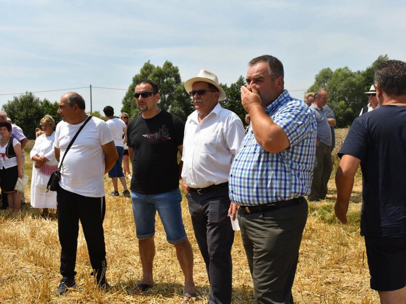 Starinski način žetve u Velikom Grđevcu