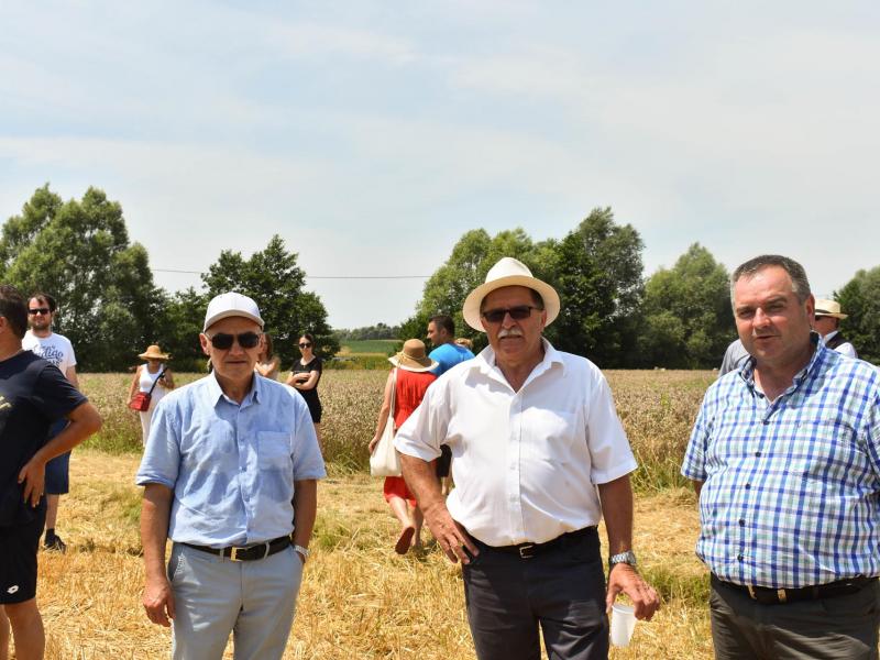 Starinski način žetve u Velikom Grđevcu