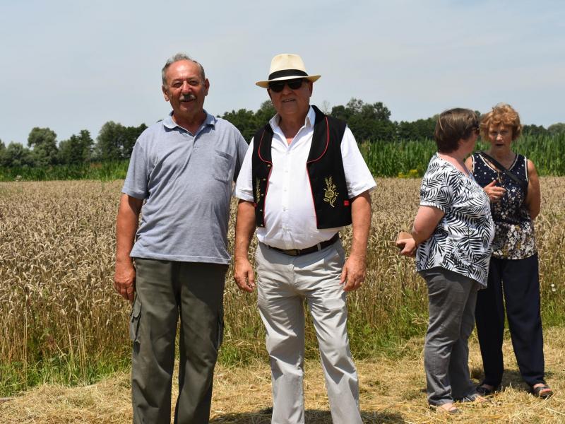 Starinski način žetve u Velikom Grđevcu