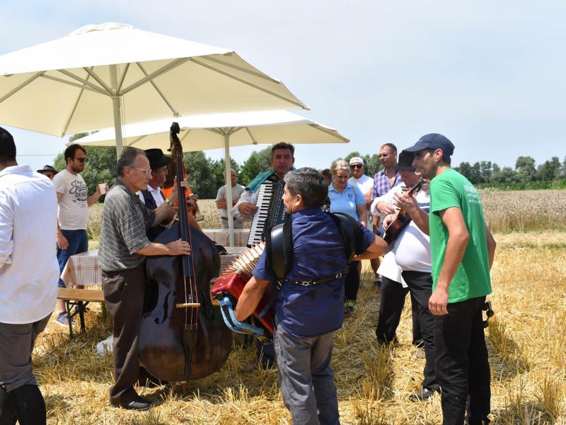 Starinski način žetve u Velikom Grđevcu